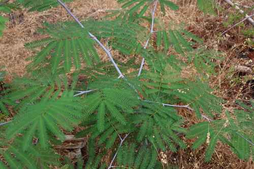 Green cedar wattle (Acacia schinoides)