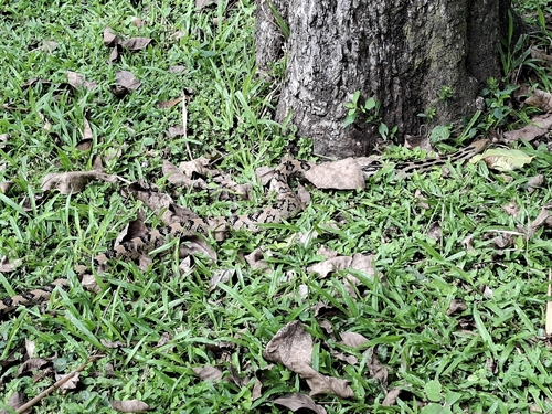 Gibson's Gopher Snake