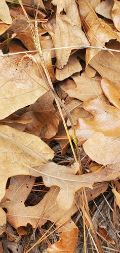 Thin Paspalum (Paspalum setaceum)