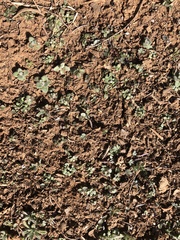 Spermolepis echinata