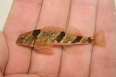 Blenny Darter photo 2