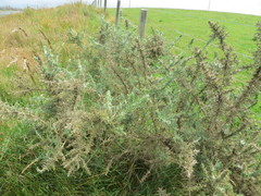 Agonopterix umbellana
