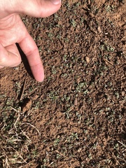 Nuttallanthus texanus