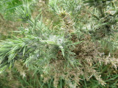 Agonopterix umbellana