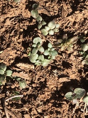 Nuttallanthus texanus