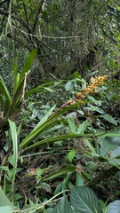 (c) Thibaud Aronson, some rights reserved (CC BY-SA) Guzmania testudinis, photograph (c) Thibaud Aronson, some rights reserved (CC BY-SA)