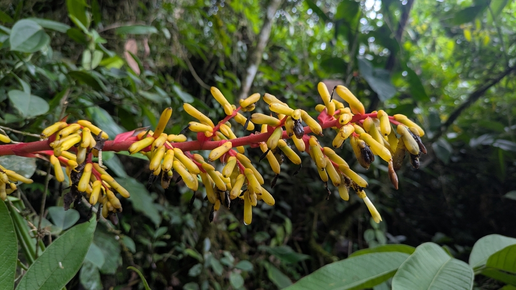 Guzmania testudinis; photograph (c) Thibaud Aronson, some rights reserved (CC BY-SA)