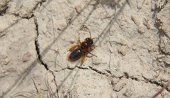 Leioproctus fulvescens