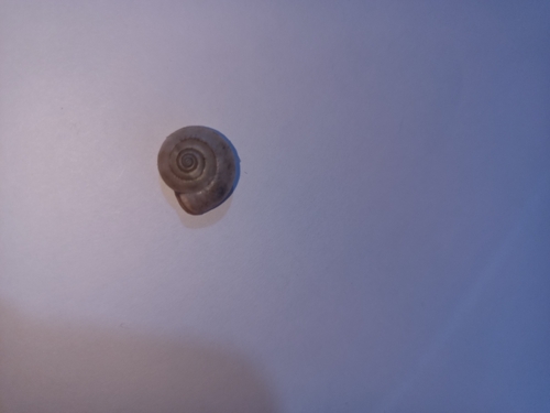 Monacha cartusiana