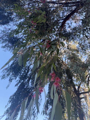 Eucalyptus sideroxylon, photographed by an iNaturalist contributor