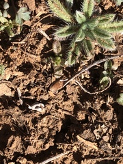 Loeflingia squarrosa