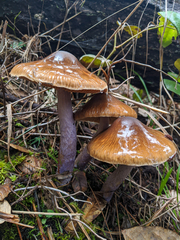 Cortinarius seidliae
