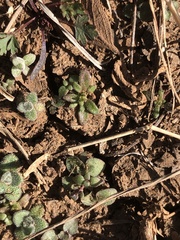 Loeflingia squarrosa