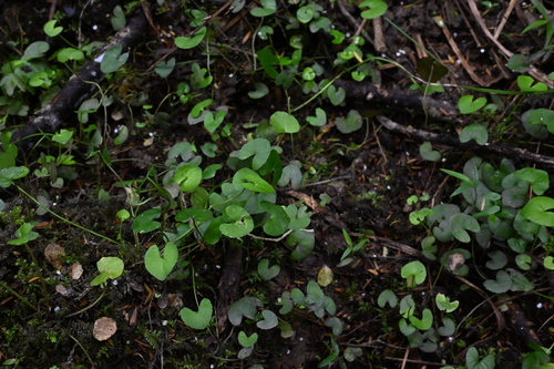 Viola lyallii observed 2025-12-28