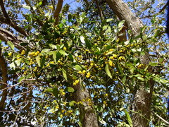 Phoradendron carneum