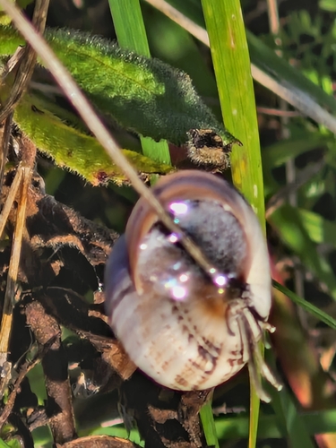 Theba pisana
