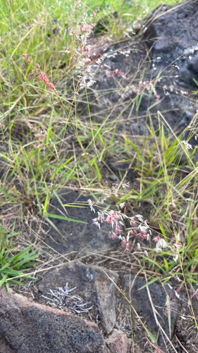 Melinis repens observed 2025-12-26