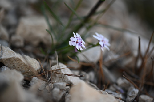 Iberis linifolia, photograph 4
