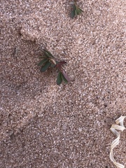 Phyllanthus abnormis