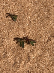 Phyllanthus abnormis