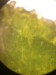 Mentzelia strictissima