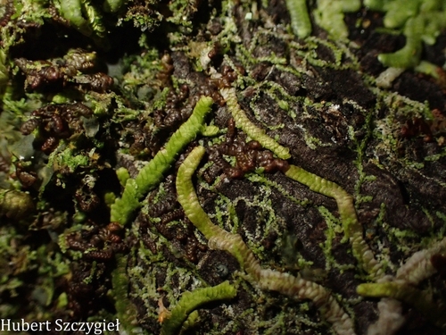 Metalejeunea cucullata observed 2025-12-26