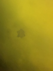 Mentzelia strictissima