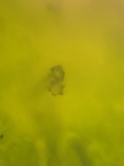 Mentzelia strictissima