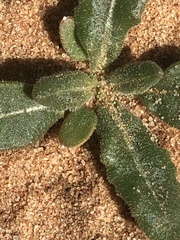 Mentzelia strictissima