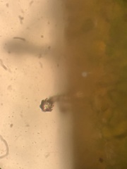 Mentzelia strictissima