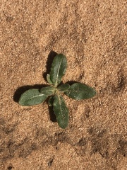 Mentzelia strictissima