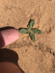 Mentzelia strictissima