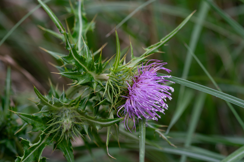 Cirsium kirishimense iNat (1)