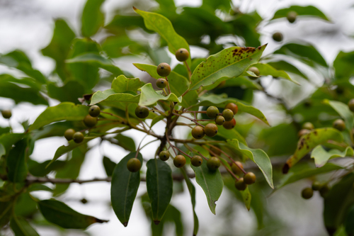 Ilex pedunculosa iNat (2)