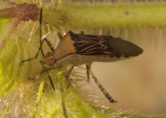 Hypselonotus lineatus