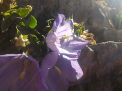 Campanula raineri