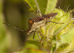 Hypselonotus lineatus