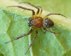 Araneus sturmi