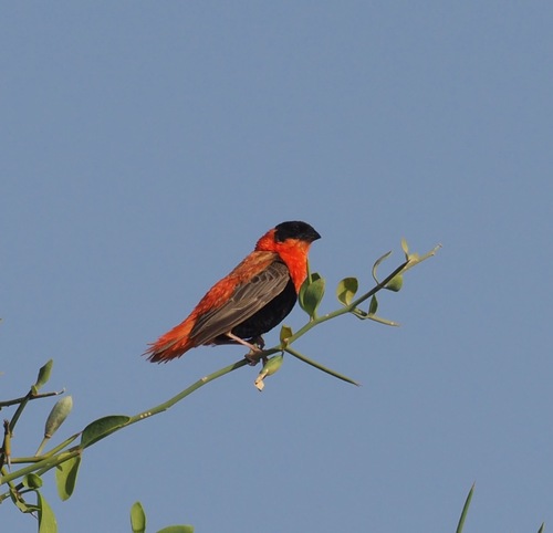 Northern Red Bishop