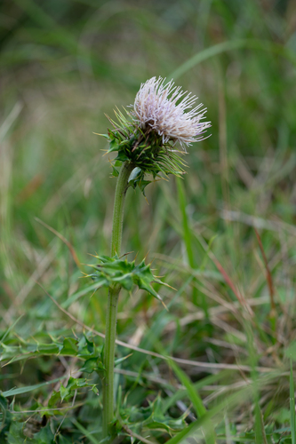 Cirsium kirishimense iNat (2)