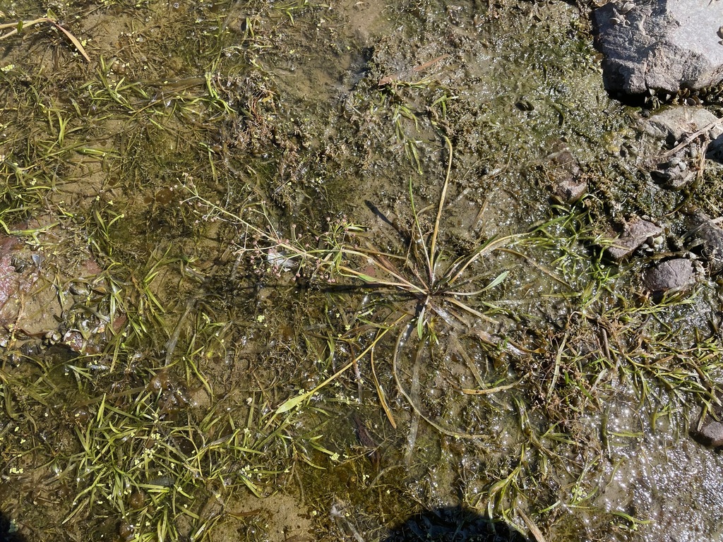 Alisma gramineum; photograph (c) Tom Scavo, some rights reserved (CC BY)