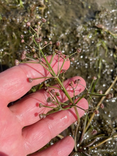 grass-leaved water-plantain (Alisma gramineum)