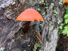 Gymnopilus bellulus