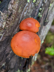 Gymnopilus bellulus
