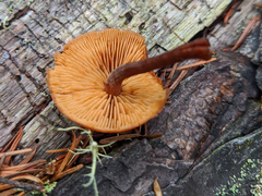 Gymnopilus bellulus