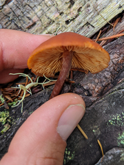 Gymnopilus bellulus