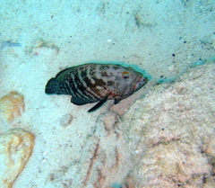 Cephalopholis