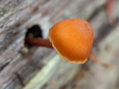 Gymnopilus bellulus
