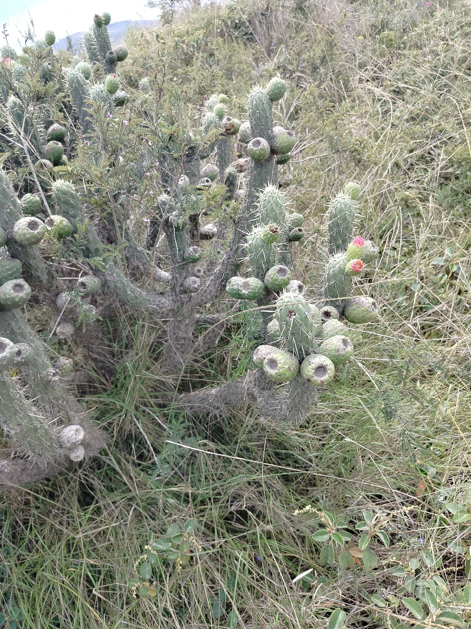 Imagem de Austrocylindropuntia cylindrica