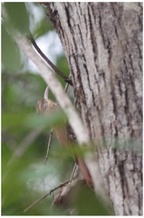 Lepidocolaptes squamatus